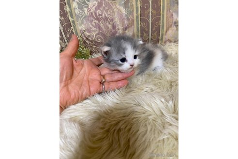 成約済の兵庫県のミヌエット(短足)-118864の2枚目