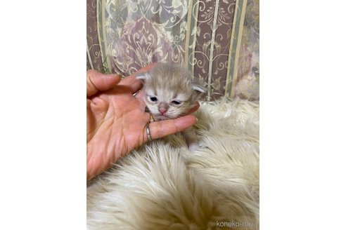 販売中の兵庫県のミヌエット-118869の3枚目