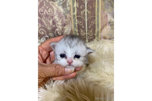 成約済の兵庫県のミヌエット(短足)-118872の12枚目