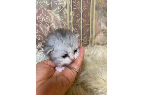 成約済の兵庫県のミヌエット(短足)-118872の6枚目