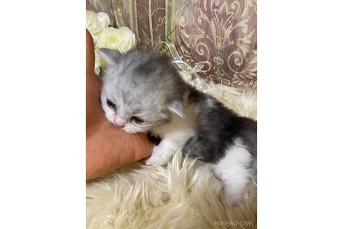 成約済の兵庫県のミヌエット(短足)-118872の3枚目