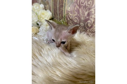 商談中の兵庫県のシンガプーラ-118910の2枚目
