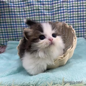 成約済の大阪府のマンチカン(短足)-119705の4枚目