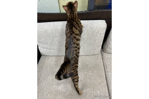 販売中の東京都のトイガー-101585の3枚目