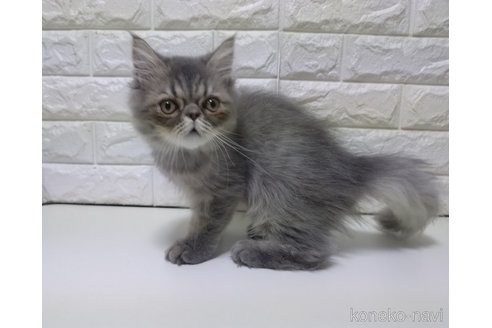 販売中の静岡県のエキゾチックショートヘア-114323の2枚目