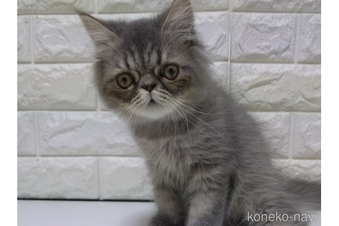 販売中の静岡県のエキゾチックショートヘア-114323の3枚目