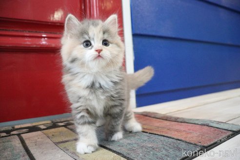 商談中の大阪府のマンチカン-118740の20枚目