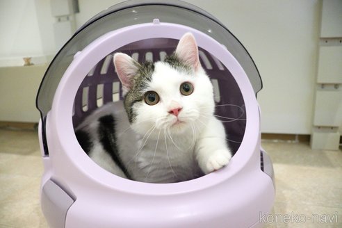 販売中の大阪府のマンチカン(短足)-109273の2枚目