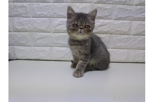 販売中の静岡県のエキゾチックショートヘア-116662の2枚目