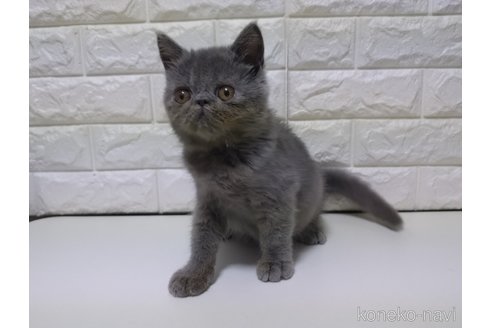 販売中の静岡県のエキゾチックショートヘア-116664の6枚目