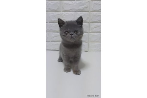販売中の静岡県のエキゾチックショートヘア-116664の7枚目