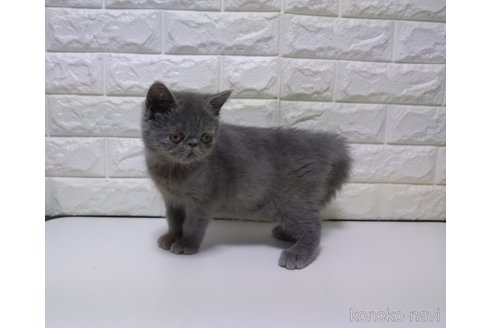 販売中の静岡県のエキゾチックショートヘア-116664の5枚目