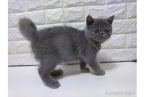 販売中の静岡県のエキゾチックショートヘア-116664の2枚目