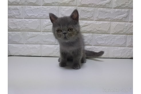 販売中の静岡県のエキゾチックショートヘア-116665の3枚目