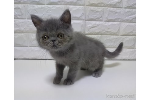 販売中の静岡県のエキゾチックショートヘア-116665の4枚目