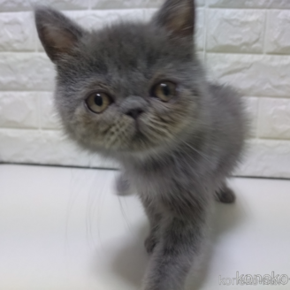 販売中の静岡県のエキゾチックショートヘア-116665