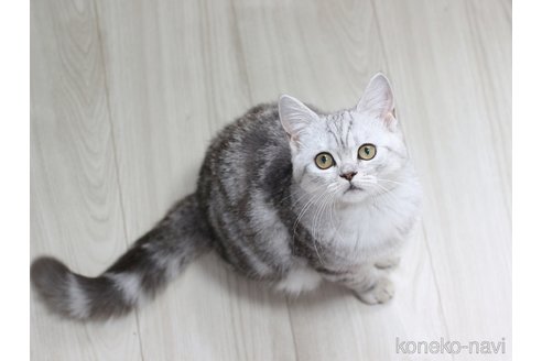 販売中の愛知県のミヌエット-112046の3枚目