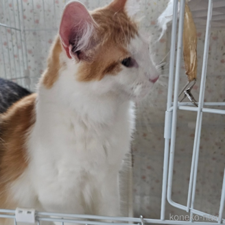 販売中の兵庫県のノルウェージャンフォレストキャット-103677の1枚目