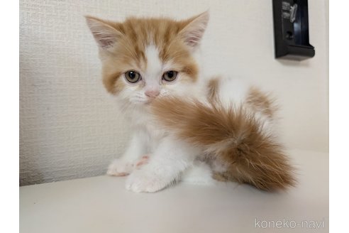 販売中の大阪府のミヌエット-114570の4枚目