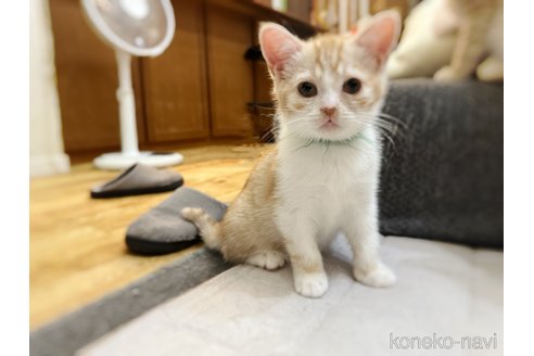 販売中の徳島県のマンチカン-115889の10枚目