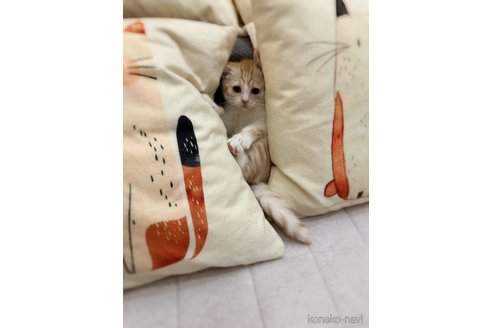 販売中の徳島県のマンチカン-115889の9枚目