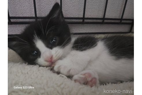 販売中の福岡県のマンチカン(短足)-119736の5枚目