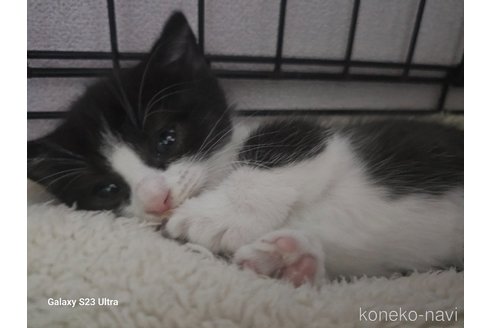 販売中の福岡県のマンチカン(短足)-119736の2枚目