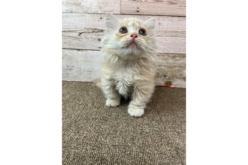 販売中の兵庫県のマンチカン(短足)-119737の3枚目