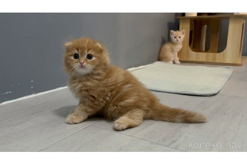 販売中の福岡県のマンチカン-118280の3枚目