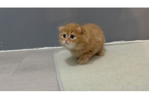 販売中の福岡県のマンチカン-118280の4枚目