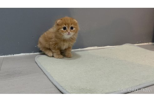 販売中の福岡県のマンチカン-118280の2枚目