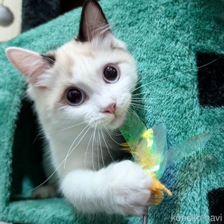 販売中の宮城県のラグドール-110754の2枚目
