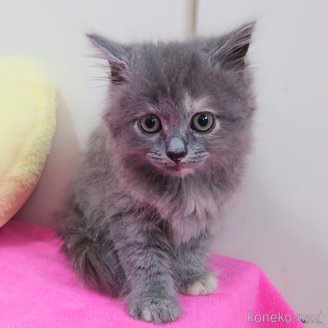 販売中の埼玉県のサイベリアン-117101の4枚目