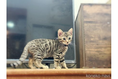 販売中の徳島県のジェネッタ-119763の15枚目