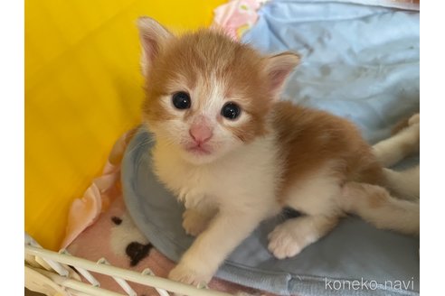 販売中の京都府のメインクーン-119449の3枚目