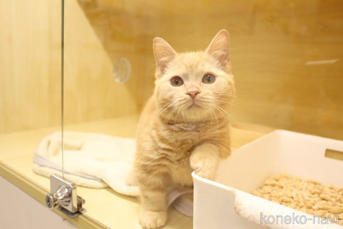 販売中の東京都のマンチカン-116660の4枚目