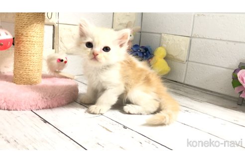 販売中の埼玉県のマンチカン-118682