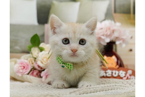 販売中の神奈川県のミヌエット(短足)-119784の9枚目