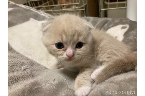 販売中の三重県のスコティッシュフォールド(折れ耳)-119785の11枚目