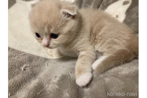 販売中の三重県のスコティッシュフォールド(折れ耳)-119785の12枚目