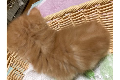 販売中の三重県のスコティッシュフォールド-119786の7枚目