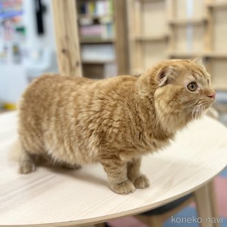 販売中の神奈川県のスコティッシュフォールド(折れ耳)-106391の4枚目