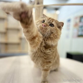 販売中の神奈川県のスコティッシュフォールド(折れ耳)-106391の3枚目