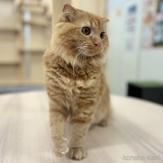 販売中の神奈川県のスコティッシュフォールド(折れ耳)-106391の2枚目