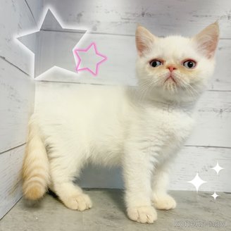 販売中の東京都のエキゾチックショートヘア-117479の2枚目