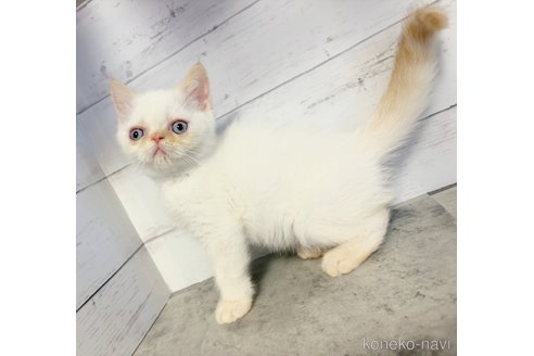 販売中の東京都のエキゾチックショートヘア-117479の3枚目