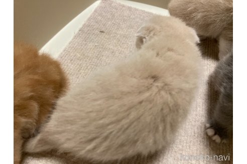 販売中の三重県のスコティッシュフォールド(折れ耳)-119789の10枚目