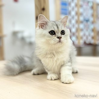 販売中の神奈川県のミヌエット-112200の5枚目