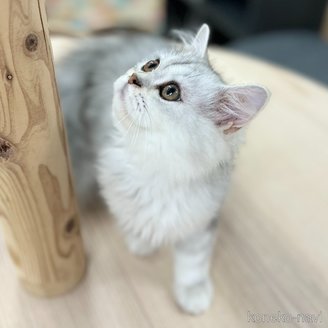 販売中の神奈川県のミヌエット-112200の3枚目