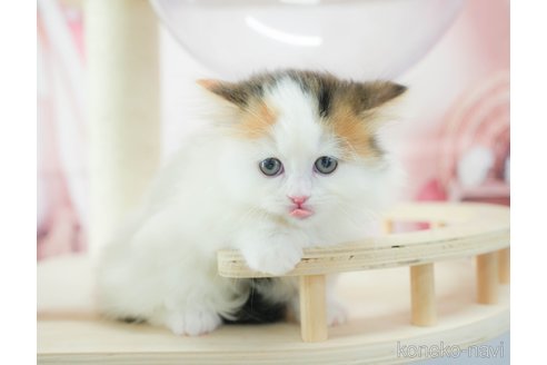 販売中の神奈川県のミヌエット(短足)-119791の9枚目